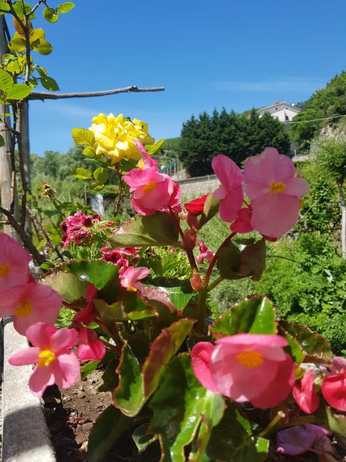 Casa Nonna Anna Villa Maiori Bagian luar foto